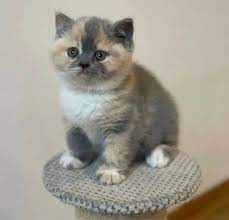 After chonkification